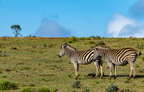 Burchell's Zebra in a South African Game Reserve. A close up of a Burchell's zebra.