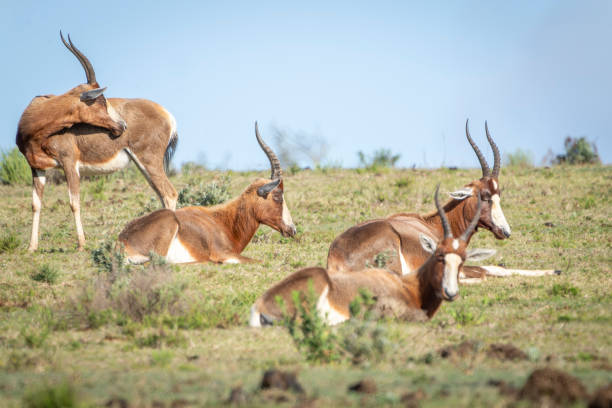 Blesbok herd in a South African Game Reserve.