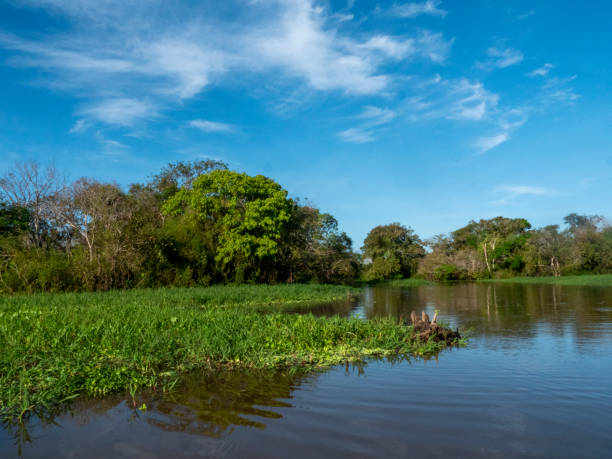 istock Amazon river landscape near the community of Anama. 2184779257