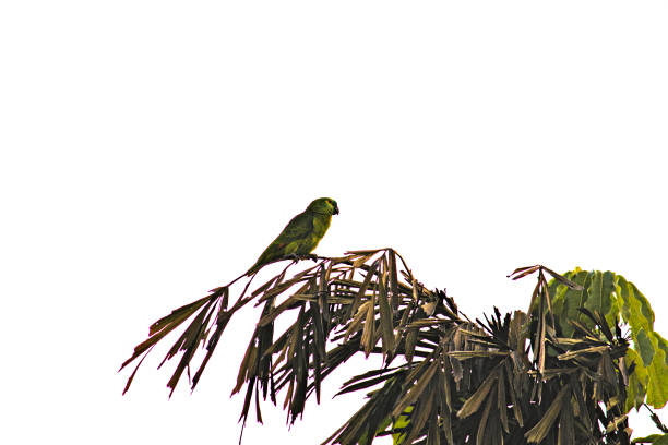 Turquoise-fronted Parrot ( Amazona aestiva ), perched alone on top of a palm tree, under a pale sky - MOGI DAS CRUZES,  SAO PAULO,  BRAZIL.