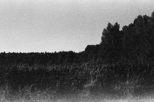 Black and white image of a wide field of grain in July under a cloudy sky, rural atmosphere, near the Alhorner fishponds in 26197 Großenkneten, Lower Saxony, Germany