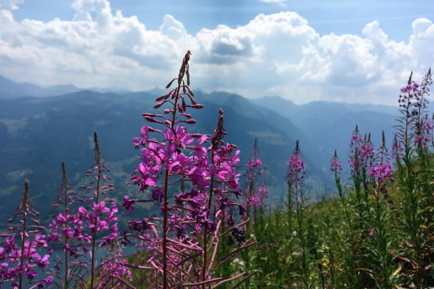 Beautiful violet flowers in front of mountain landscape. Swiss Alps.