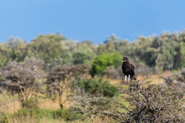 istock Long-crested eagle in Lake Nakuru national park 2184782568