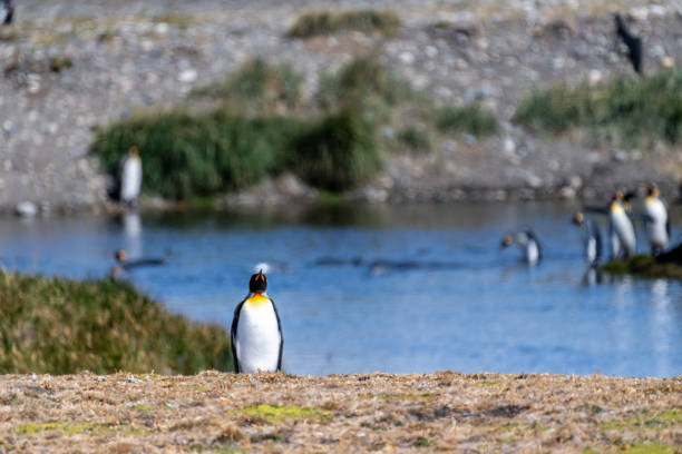 istock King penguin colony on Tierra de Fuego 2184782578