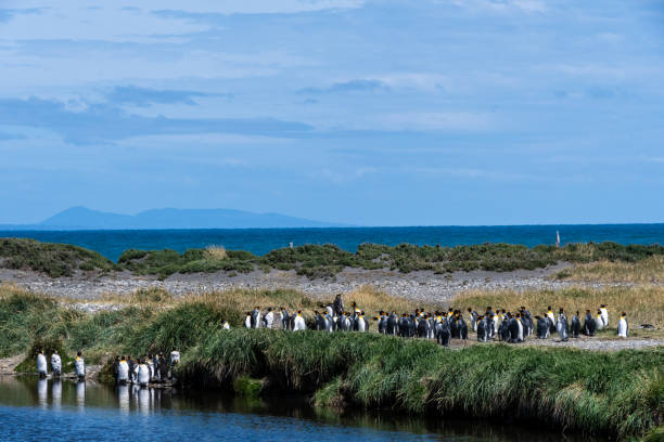 istock King penguin colony on Tierra de Fuego 2184782592