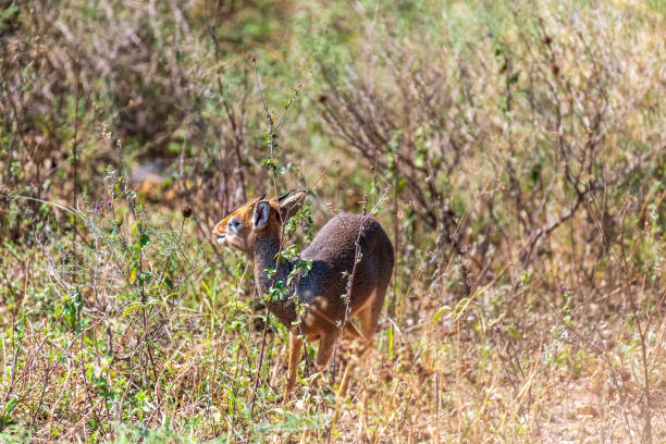 istock Dik dik in the Serengeti 2184782611