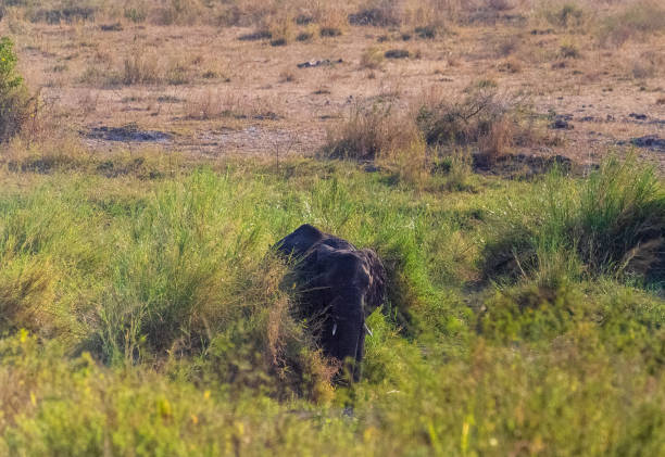 Telephoto of an African Elephant -Loxodonta Africana- grazing on the plains of the Serengeti, Tanzania