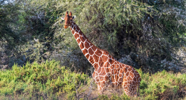 istock Reticulated Giraffe in the Samburu National Reserve 2184782649