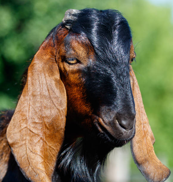 This is a profile photograph of a male companion goat on a New Jersey farm on a summer day in Middlesex County.