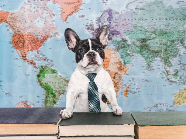istock Cute puppy and old books. Studio shot 2184783902