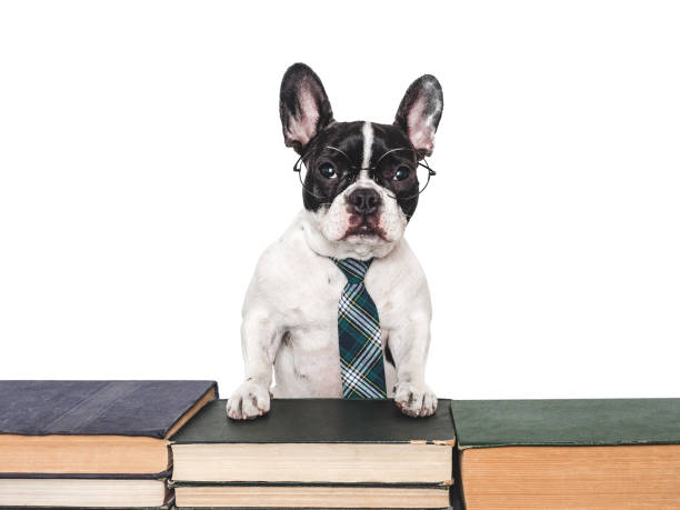 istock Cute puppy and old books. Studio shot 2184783912
