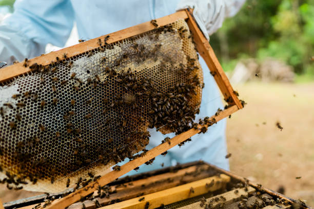 istock Close-up of a beekeeper working on an apiary 2184784594