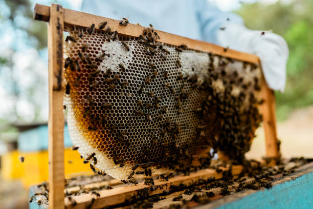 istock Close-up of a beehive on an apiary 2184784598