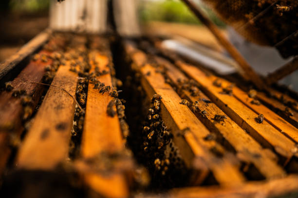 Close-up of a beehive on an apiary