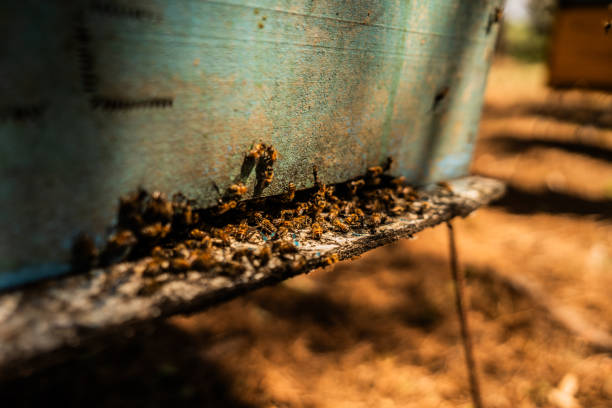 istock Close-up of a beehive on an apiary 2184784969