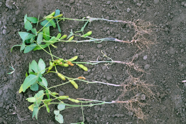 istock Nodules of lupine roots, soy. Atmospheric nitrogen-fixing bacteria live inside. 2184787166