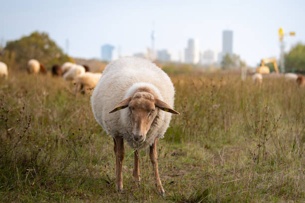 istock A sheep and the city 2184789367