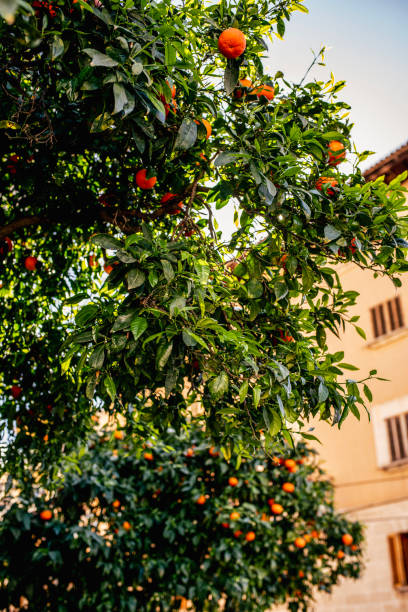 istock Tangerine tree with blooming tangerines 2184789483