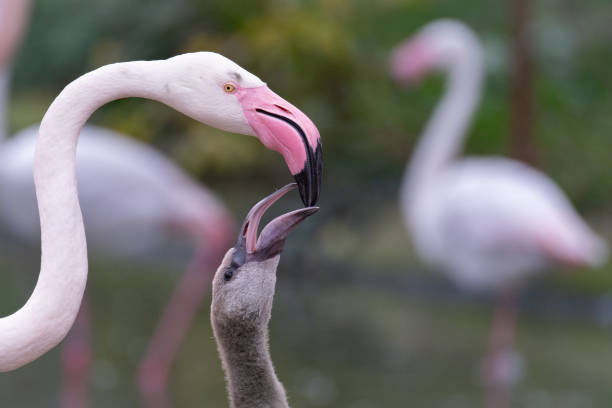 istock A flamingo and its baby 2184789574