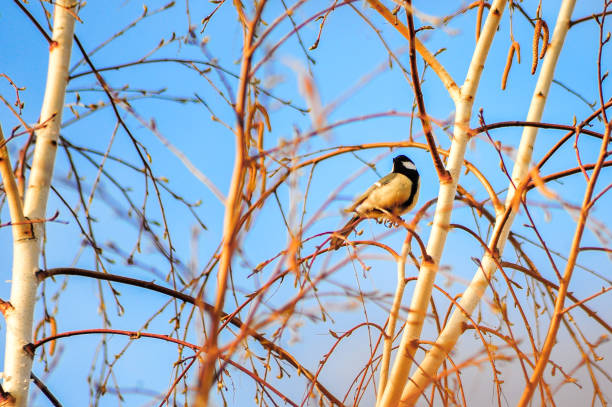 A small, vibrant bird is perched contentedly on a sturdy tree branch while a beautiful, clear blue sky forms the background of this lovely scene