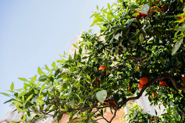 A tangerine tree with tangerines blooming in the old town of Mallorca