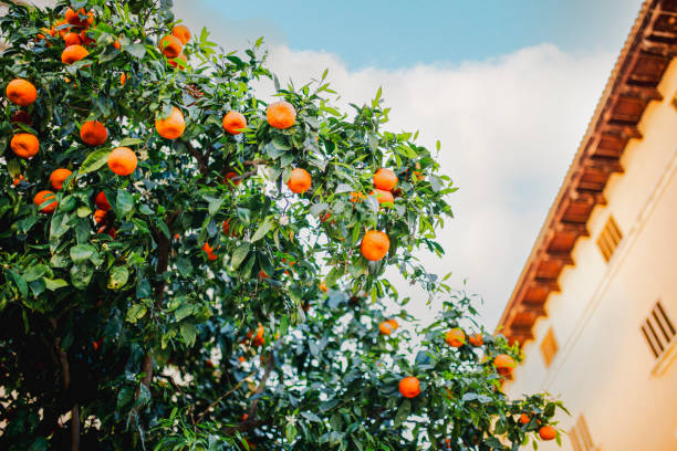 istock Tangerine fruit tree with blooming tangerines 2184790775
