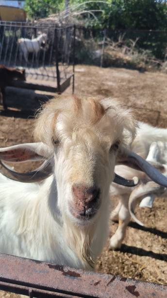 istock cute goat looking at the camera 2184791006