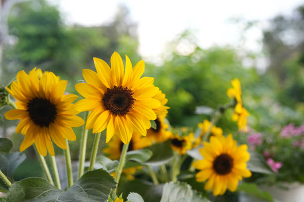 istock Yellow Sunflower in the garden 2184791893