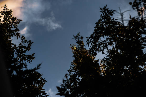 A beautiful silhouette of trees standing against a clear blue sky adorned with white, fluffy clouds drifting lazily by in the background