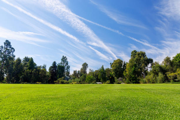 istock A vast green grass meadow stretching towards the horizon with a trees 2184793497
