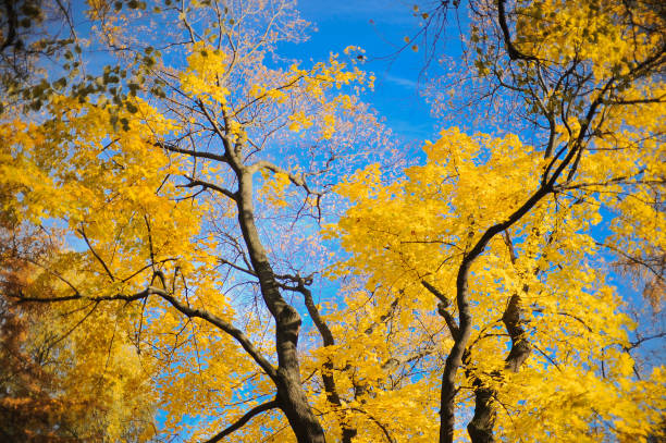 Gazing upward at a beautiful tree adorned with vibrant yellow leaves that contrast strikingly with the endless blue sky above