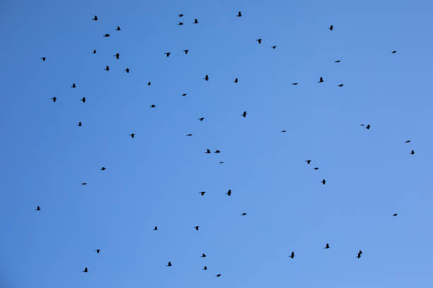 Flock of birds migrating in the clear blue sky on a fall day.