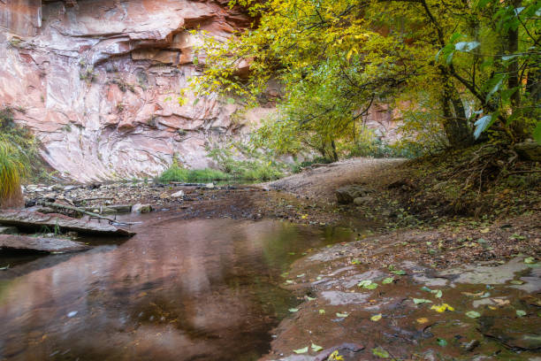 Autumn color alnong the West fork Trail in Oak Creek Canyon near Sedona, Arizona