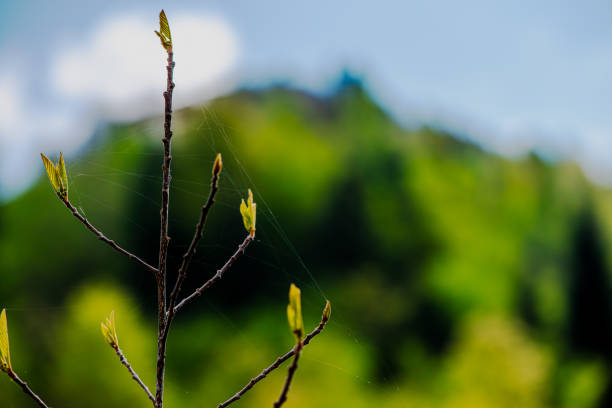 A detailed macro photo capturing the vibrant green leaves on a thin tree branch, showcasing the intricate beauty of nature up close.