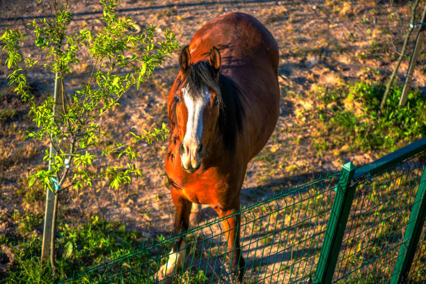 A unique photo capturing a horse from a top view, showcasing the animal's detailed features and the surrounding pastoral landscape.