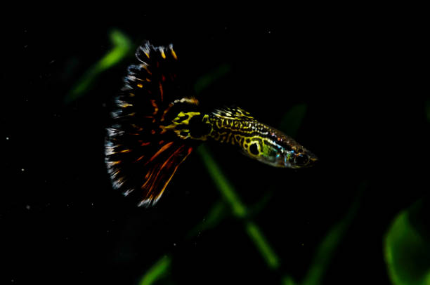 istock A fish with a long tail is swimming in a dark tank 2184797594
