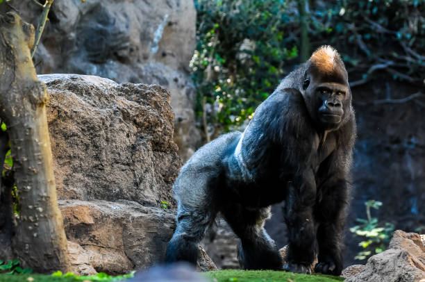 istock A large gorilla stands in front of a rock wall 2184797597