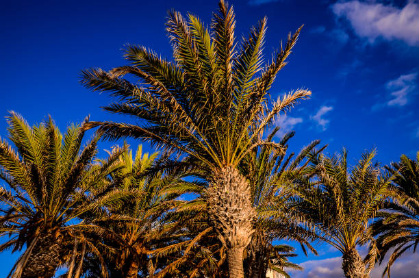 Three palm trees are standing tall in a field, with the sky above them being a bright blue