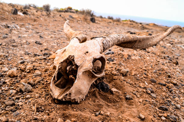 istock A skull is laying on the ground in a desert 2184797688