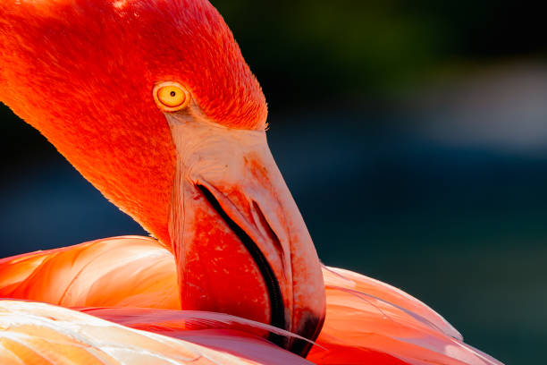 close-up animal, bird, head, neck