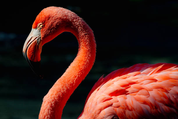 flamingo, animal, bird, head, neck