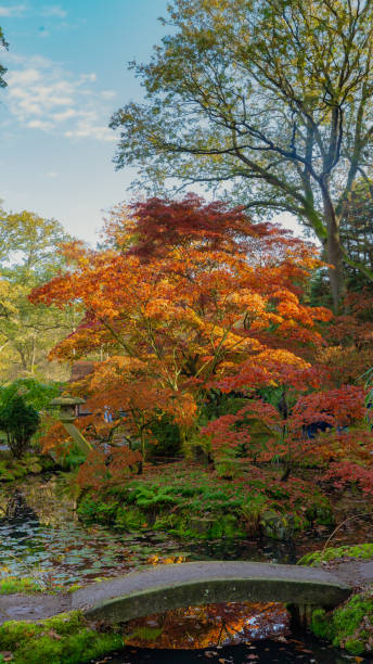 istock autumn in the garden with bridge and pond 2184800453