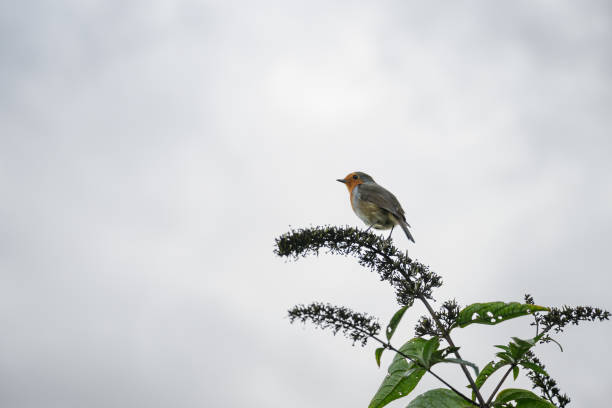 The insectivorous songbird can be found across Europe. The European robin holds a special place in European folklore, often symbolizing warmth, hope, and renewal, especially around Christmas.