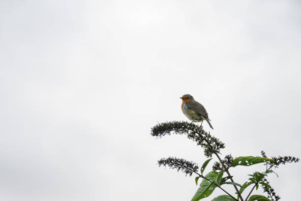 Close-up of european robin on twig backlit by soft autumn light