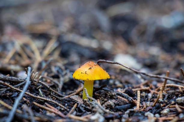 Small yellow Hygrocybe conica mushrooms