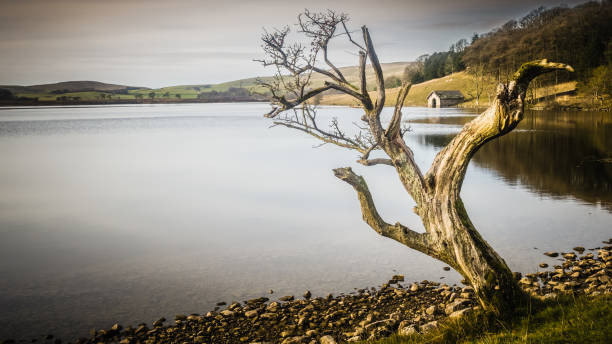 Malham Tarn is a glacial lake near the village of Malham in the Yorkshire Dales, England. The lake is one of only eight upland alkaline lakes in Europe