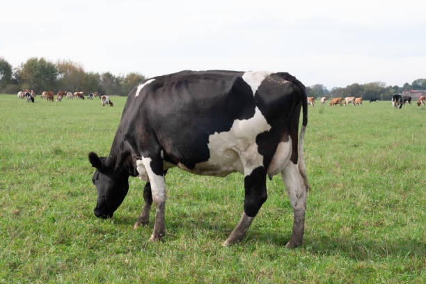istock Cows graze in the pasture. Agriculture. Cattle breeding. 2184807127