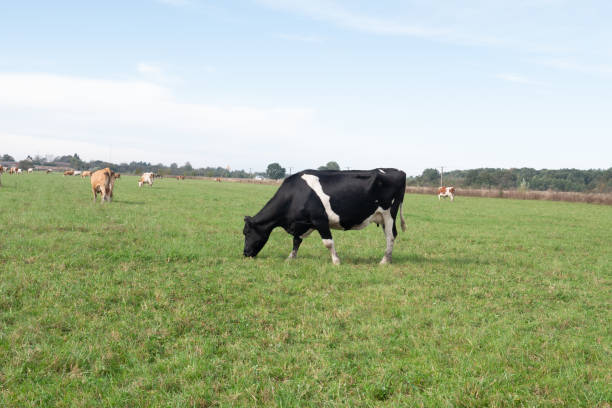 istock Cows graze in the pasture. Agriculture. Cattle breeding. 2184807143