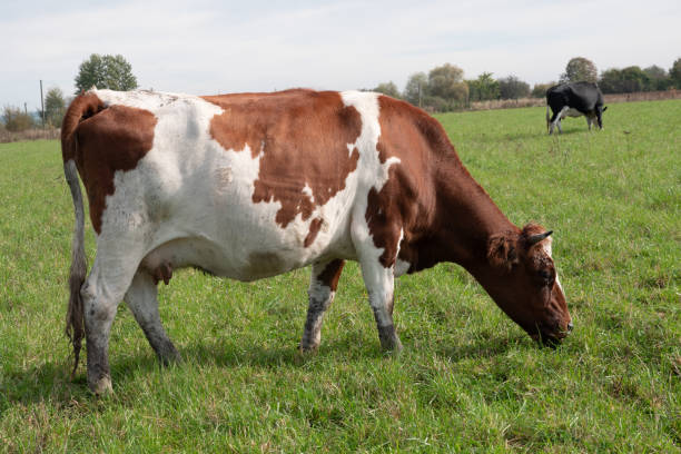 istock Cows graze in the pasture. Agriculture. Cattle breeding. 2184807720