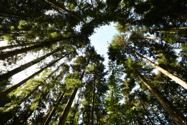 istock Beautiful fir forest, shot from below 2184808686